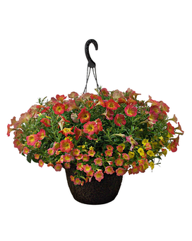 Prettiest Available size, inches height and inches wide.
