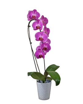 Single Stem Prettiest Variety Available size, 30 inches height and 10 inches wide.