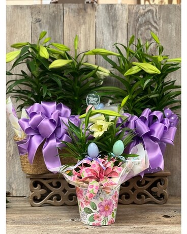 6" with Pot Cover size, inches height and inches wide.