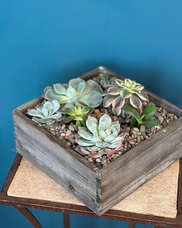 Deluxe size, inches height and inches wide.