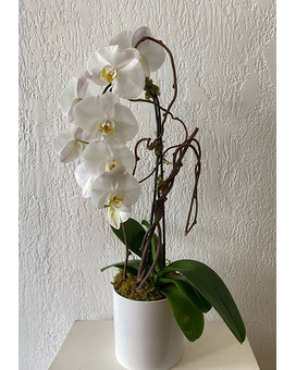 Exceptional size, inches height and inches wide.