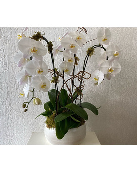 Breathtaking size, inches height and inches wide.