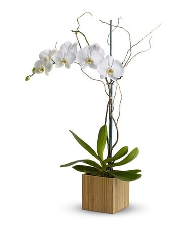 Bamboo Shangri-La Flower Arrangement