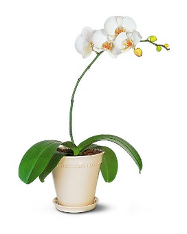 As shown size, inches height and inches wide.