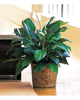 As shown size, inches height and inches wide.
