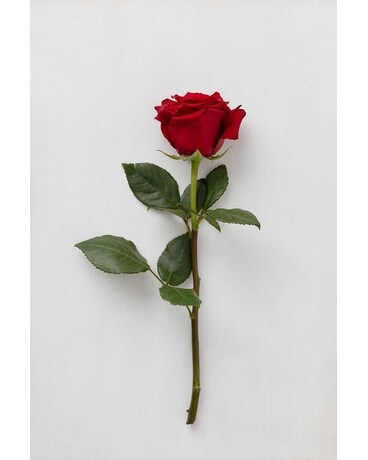 Single Rose size, inches height and inches wide.