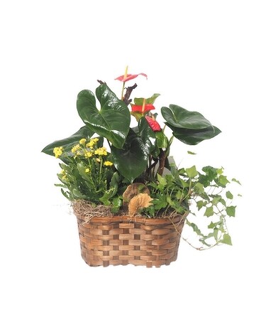 3 items plant basket size, inches height and inches wide.