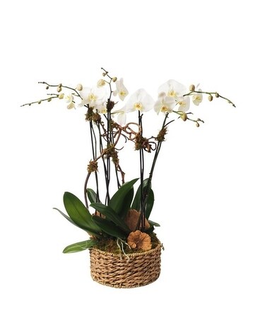 All White-2 Orchids size, inches height and inches wide.