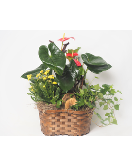 3 items plant basket size, inches height and inches wide.