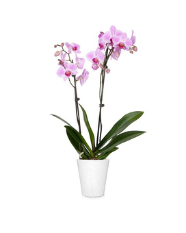 COLORS- Double Phalaenopsis Orchid size, inches height and inches wide.