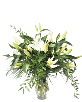 6 Oriental Lilies-WHITE size, inches height and inches wide.