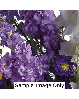 Boyd's Designer's Choice size, inches height and inches wide.