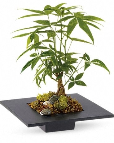 Standard size, 16 inches height and 11.5 inches wide.