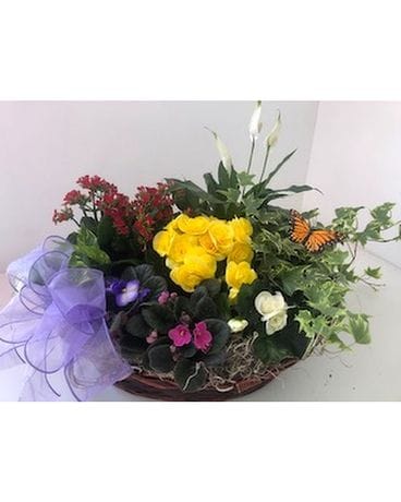 As shown - Premium size, inches height and inches wide.