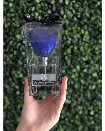 blue rose size, inches height and inches wide.