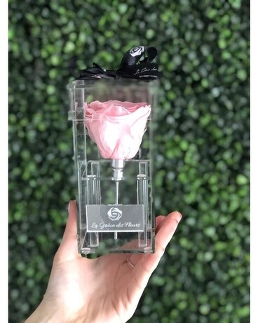 pink rose size, inches height and inches wide.