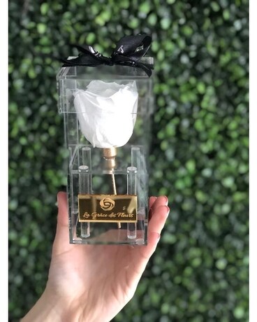 white rose size, inches height and inches wide.