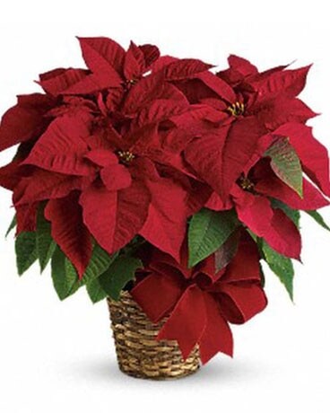 Red 7" (2 plant pot) size, inches height and inches wide.