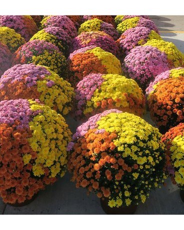 1 pot - Red, Yellow & Orange size, inches height and inches wide.