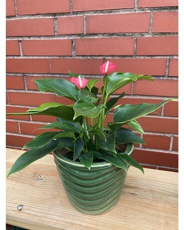 6in - in container size, inches height and inches wide.