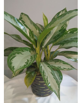 6in - in container size, inches height and inches wide.