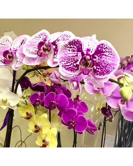 Orchid Plant- single stem- short size, inches height and inches wide.