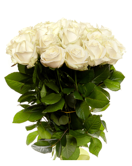 2 Dozen size, inches height and inches wide.