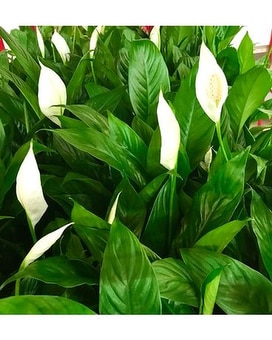 6 Inch Peace Lily size, inches height and inches wide.