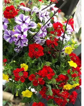 Two Hanging Sun Baskets size, inches height and inches wide.