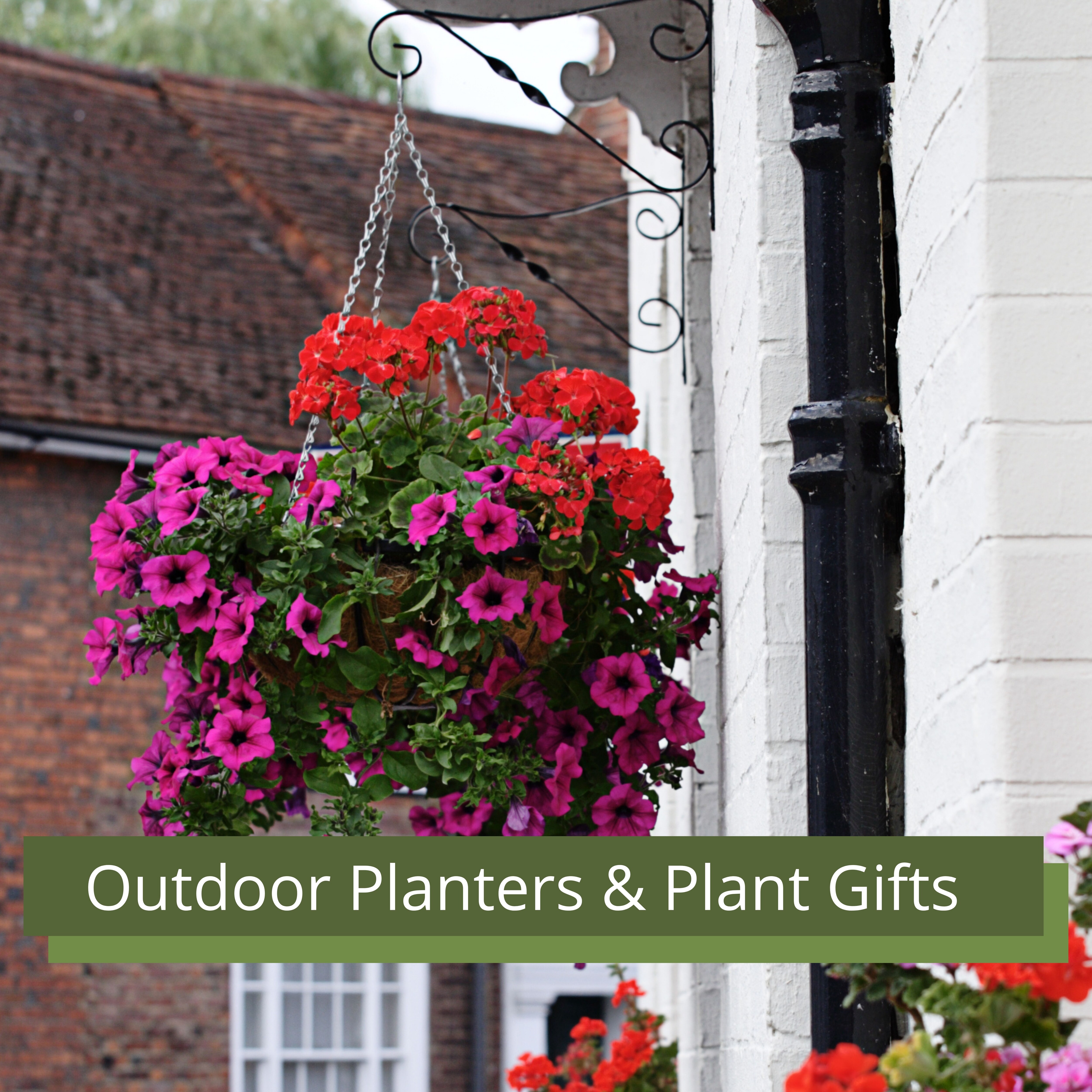 Plants for Gifts, Order Here
