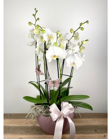 As Shown size, inches height and inches wide.