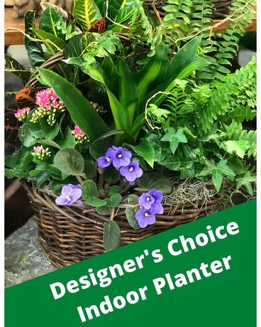 Designer's Choice - Indoor Planter size, inches height and inches wide.