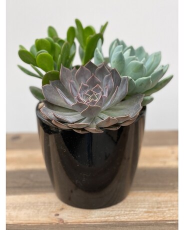 Black Pot size, inches height and inches wide.