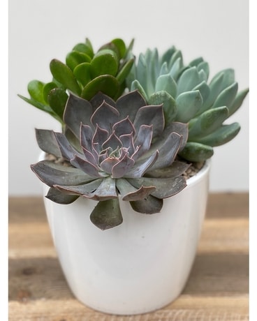 White Pot size, inches height and inches wide.