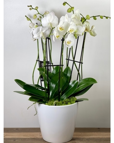 As Shown (3 Plants) size, inches height and inches wide.