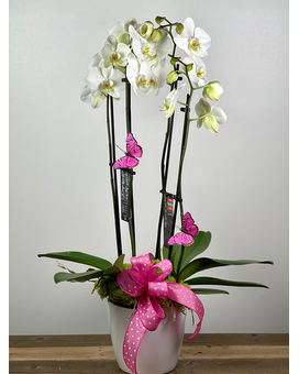 As Shown - 2 Orchids size, inches height and inches wide.