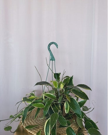 Hoya "Krimson Queen" 6" size, inches height and inches wide.