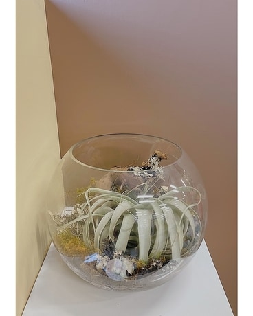 Extra Large Bubble Terrarium size, inches height and inches wide.