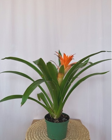 Bromeliad 6" size, inches height and inches wide.