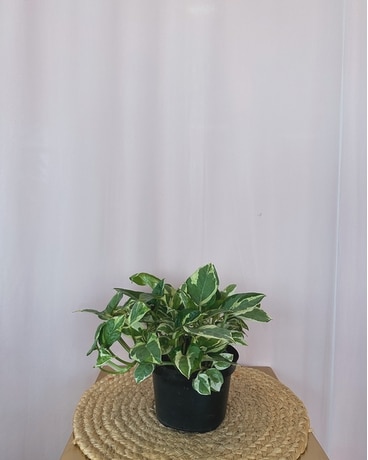 Pothos N'Joy 6" size, inches height and inches wide.