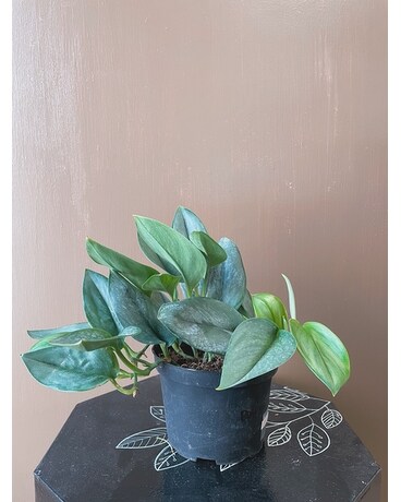 Pothos Sterling 6" size, inches height and inches wide.