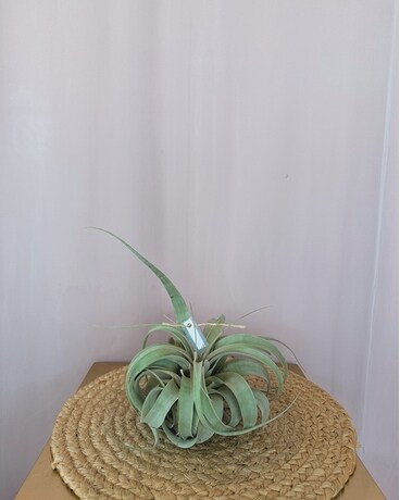Xerographica Medium size, inches height and inches wide.