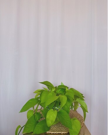 Pothos "Neon" 6" size, inches height and inches wide.