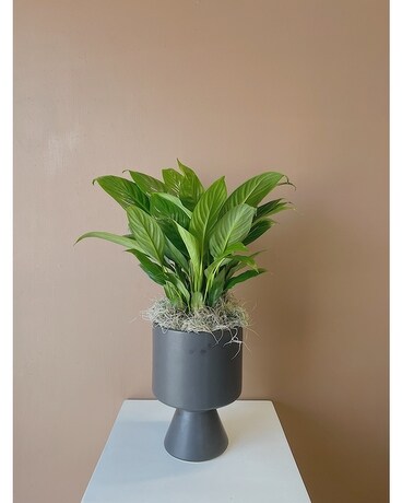 Peace Lily 6" in Ceramic size, inches height and inches wide.