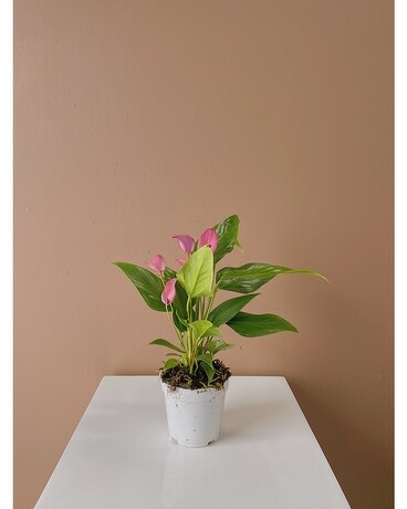 Anthurium 4" size, inches height and inches wide.