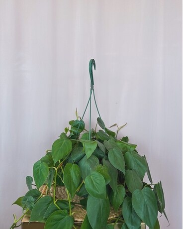 Philo Cordatum 6" size, inches height and inches wide.