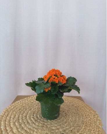 Kalanchoe 4" size, inches height and inches wide.