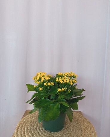 Kalanchoe 6" size, inches height and inches wide.