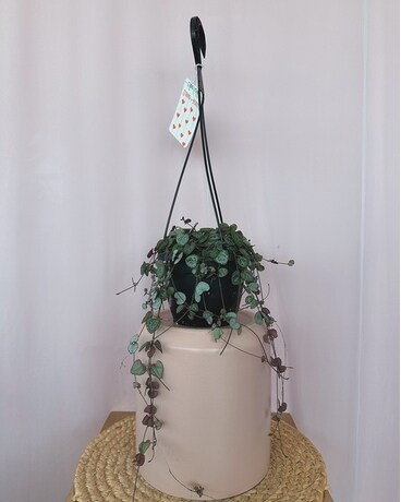 String of Bananas 6" size, inches height and inches wide.