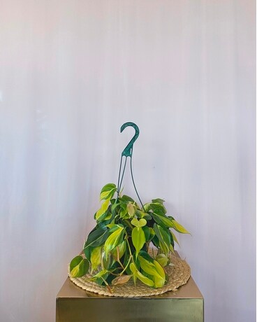 Philo "Brasil" 6" size, inches height and inches wide.